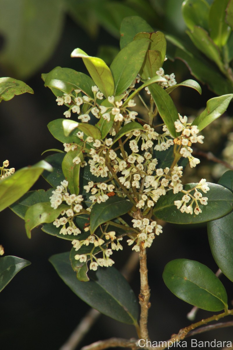 Olea polygama Wight